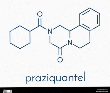 praziquantel